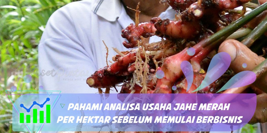 Pahami Analisa Usaha  Jahe Merah per Hektar Sebelum Memulai 