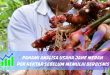 analisa usaha jahe merah per hektar