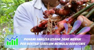 analisa usaha jahe merah per hektar