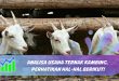 analisa usaha ternak kambing