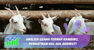 analisa usaha ternak kambing