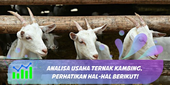 analisa usaha ternak kambing