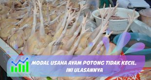 modal usaha ayam potong