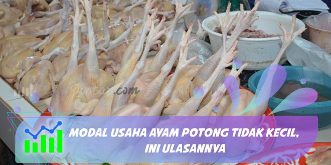 modal usaha ayam potong