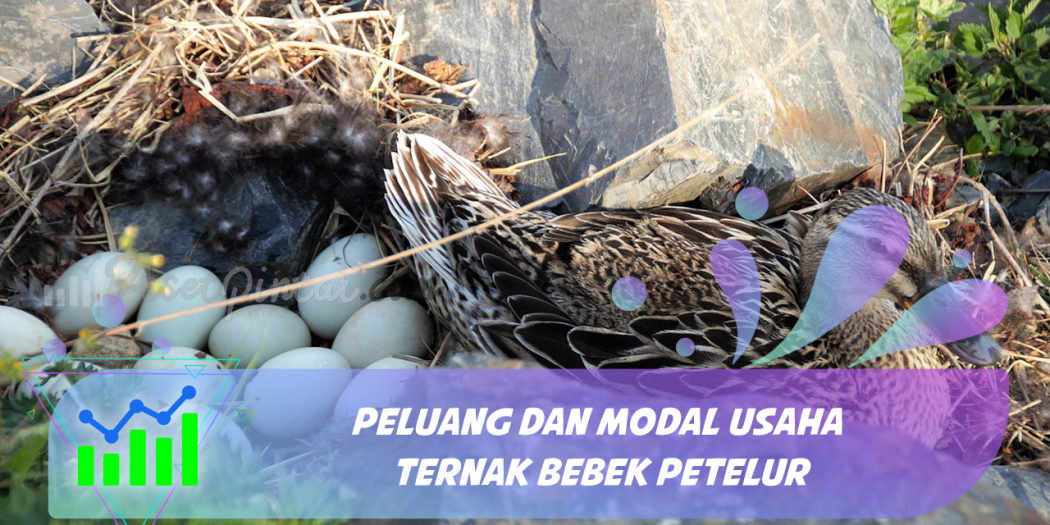 Peluang dan Modal Usaha Ternak Bebek Petelur | asetpintar.com