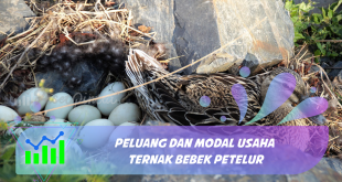 Usaha Ternak Bebek