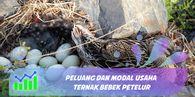 Usaha Ternak Bebek